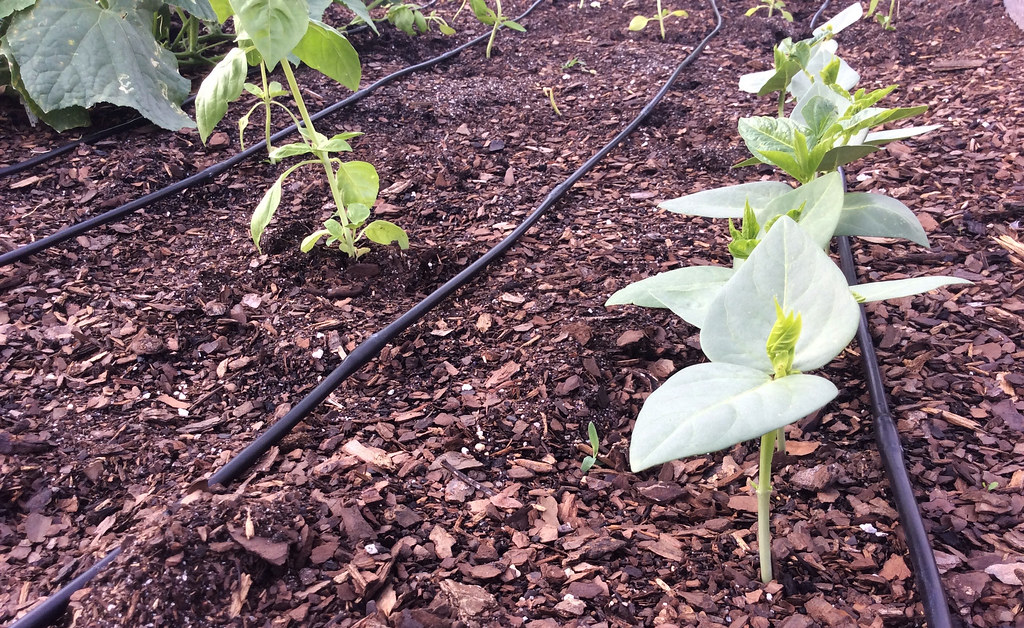 Drip irrigation line in a garden bed